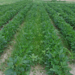 Agronomic image of pigweeds in soybean fields
