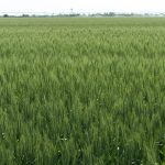 Agronomic image of spring wheat
