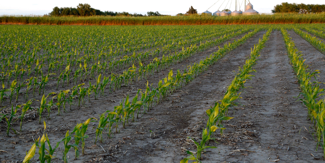 Agronomic image of young corn field