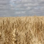 Agronomic image of wheat