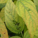 Agronomic image of soybean rust