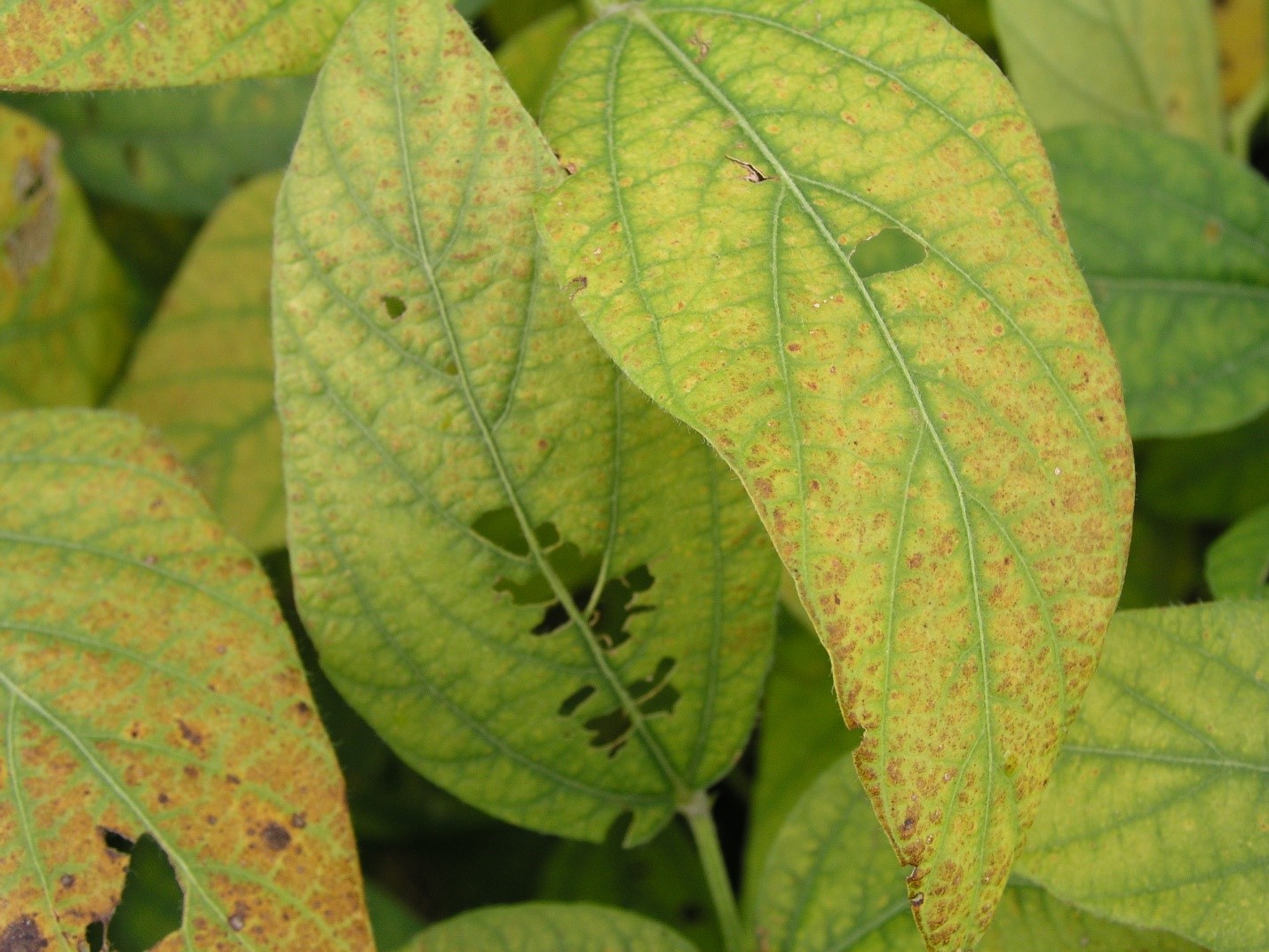 Agronomic image of soybean rust