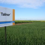 Agronomic image of Talinor herbicide in cereals