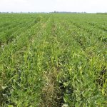 Agronomic image of herbicide resistant weeds in soybean fields