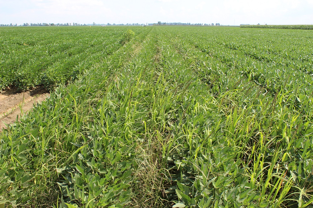 Agronomic image of herbicide resistant weeds in soybean fields