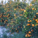 Agronomic image of citrus groves at harvest