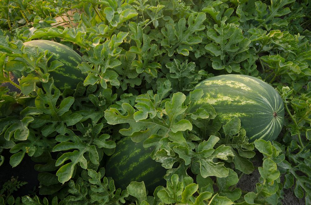 Agronomic image of watermelon on the vine