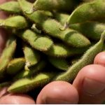 Agronomic image of soybeans