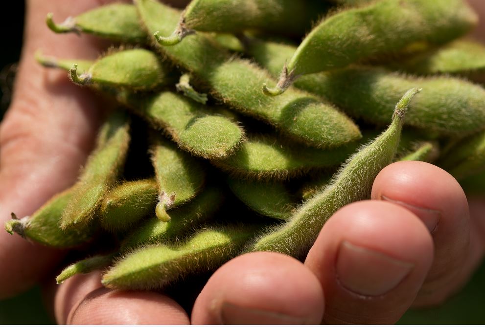 Agronomic image of soybeans