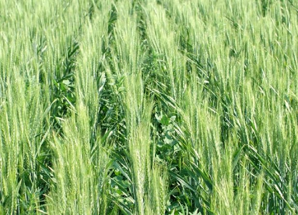 Agronomic image of herbicide resistance in wheat fields