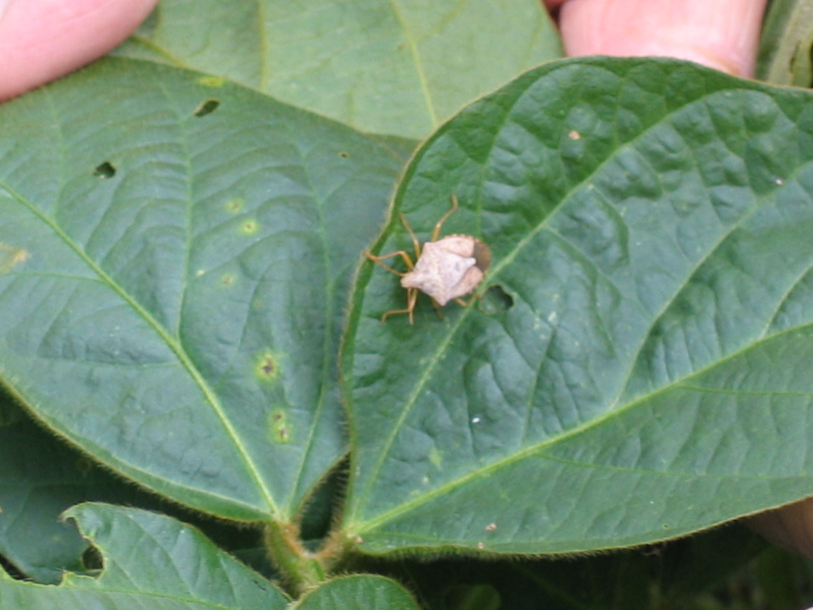 Agronomic image showing a stink bug on a soybean leaf.
