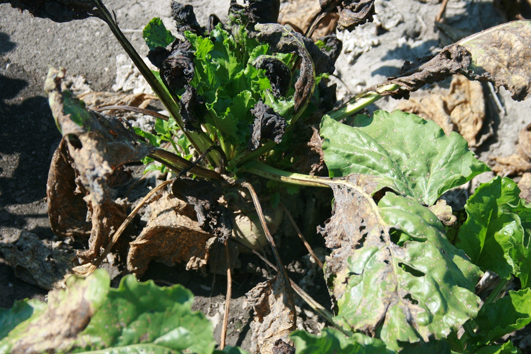 An agronomic image showing cercospora leafspot.