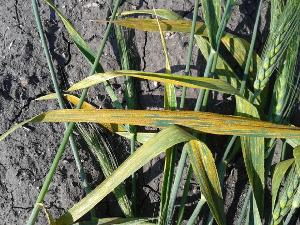 Agronomic image of stripe rust in wheat fields