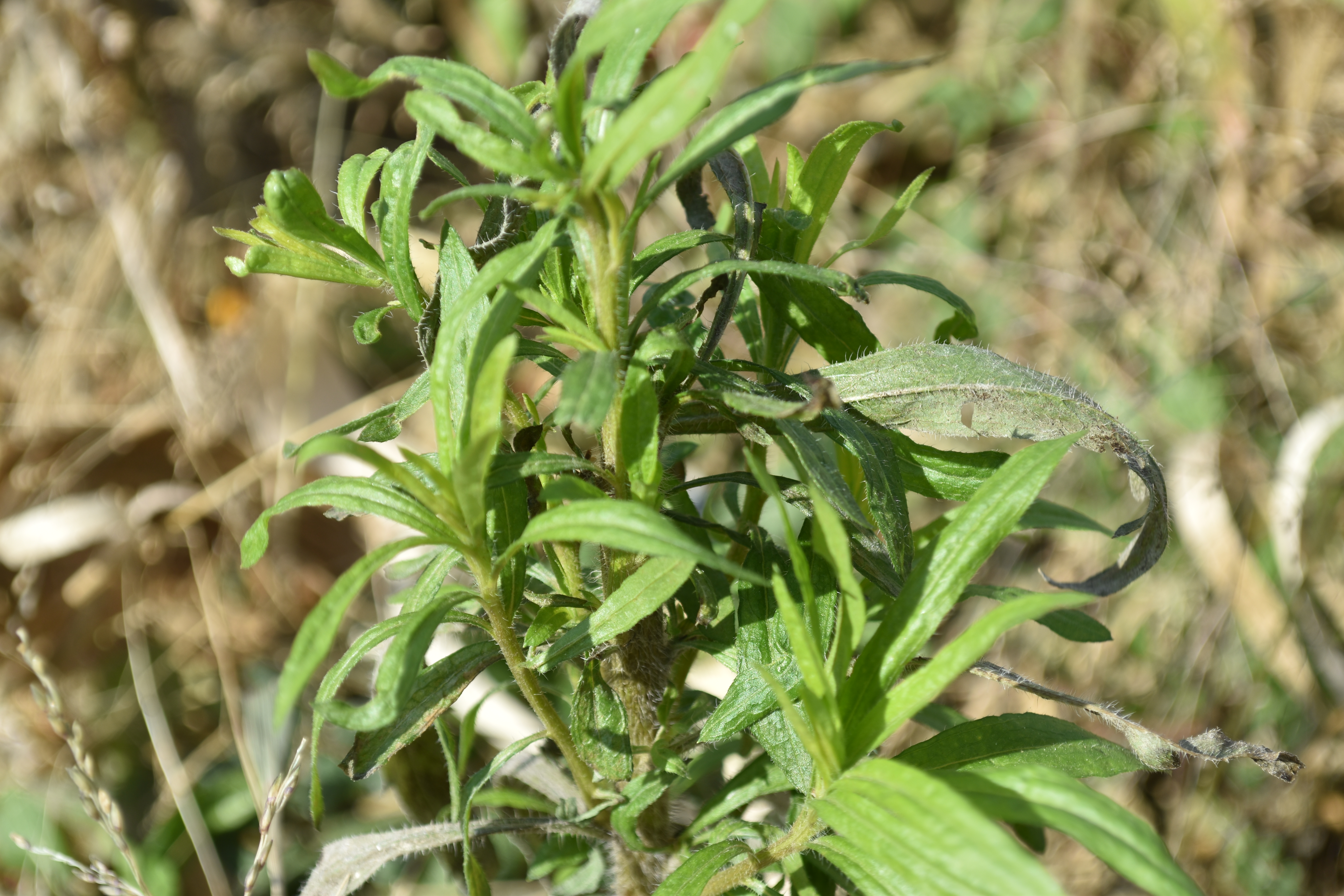 An agronomic photo showing marestail in a field.