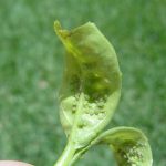 Agronomic image of soybean aphids