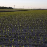 An agronomic image featuring early season corn.