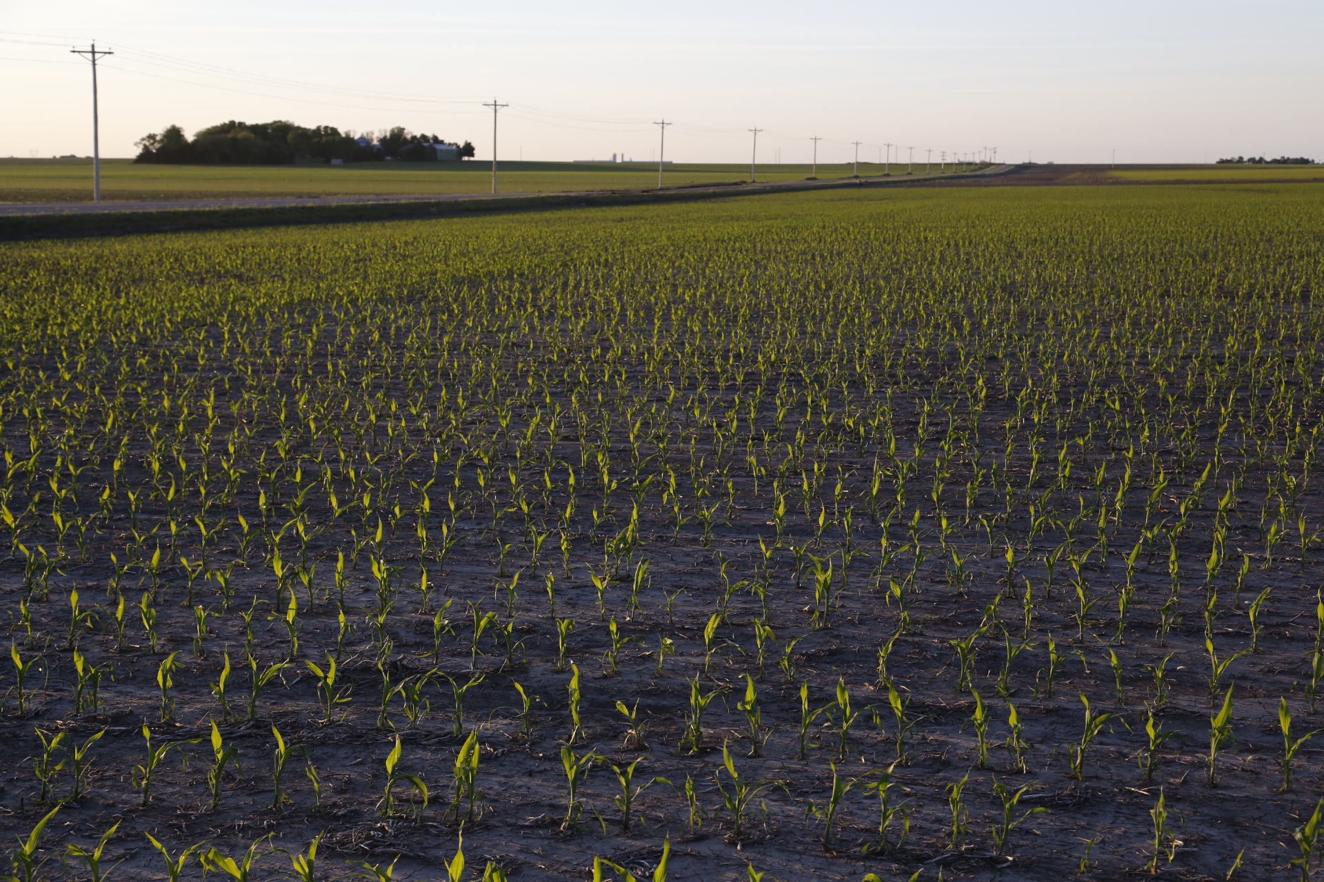 An agronomic image featuring early season corn.