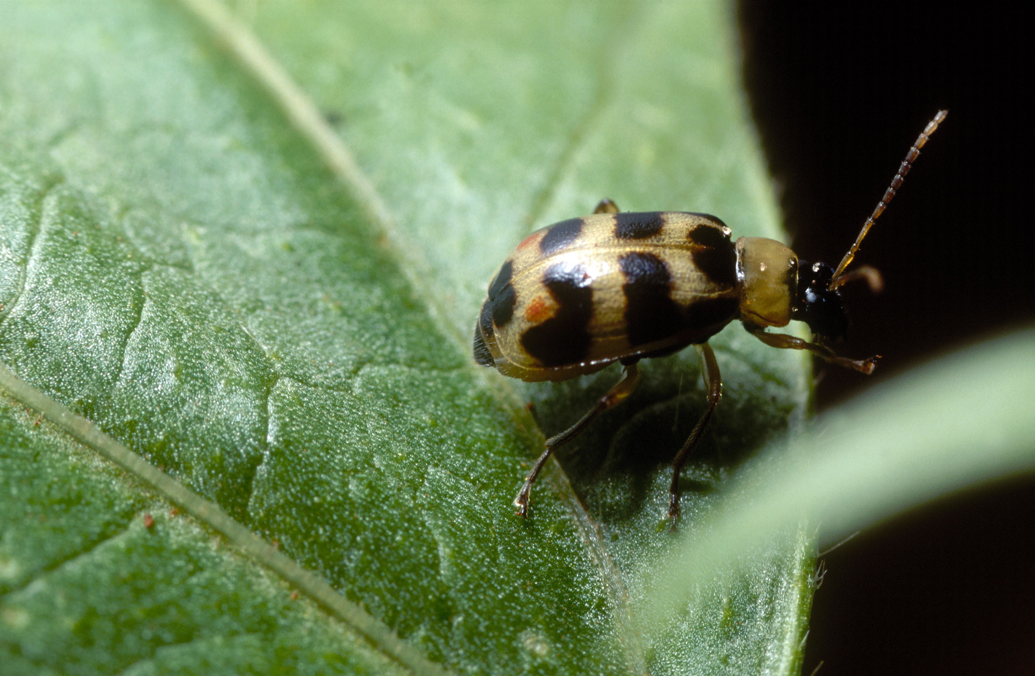 An agronomic picture of soybean insects and diseases.