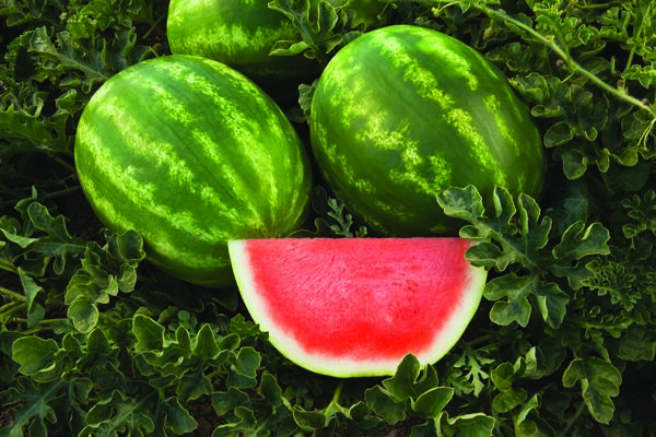An agronomic image showing Captivation a Syngenta watermelon variety.