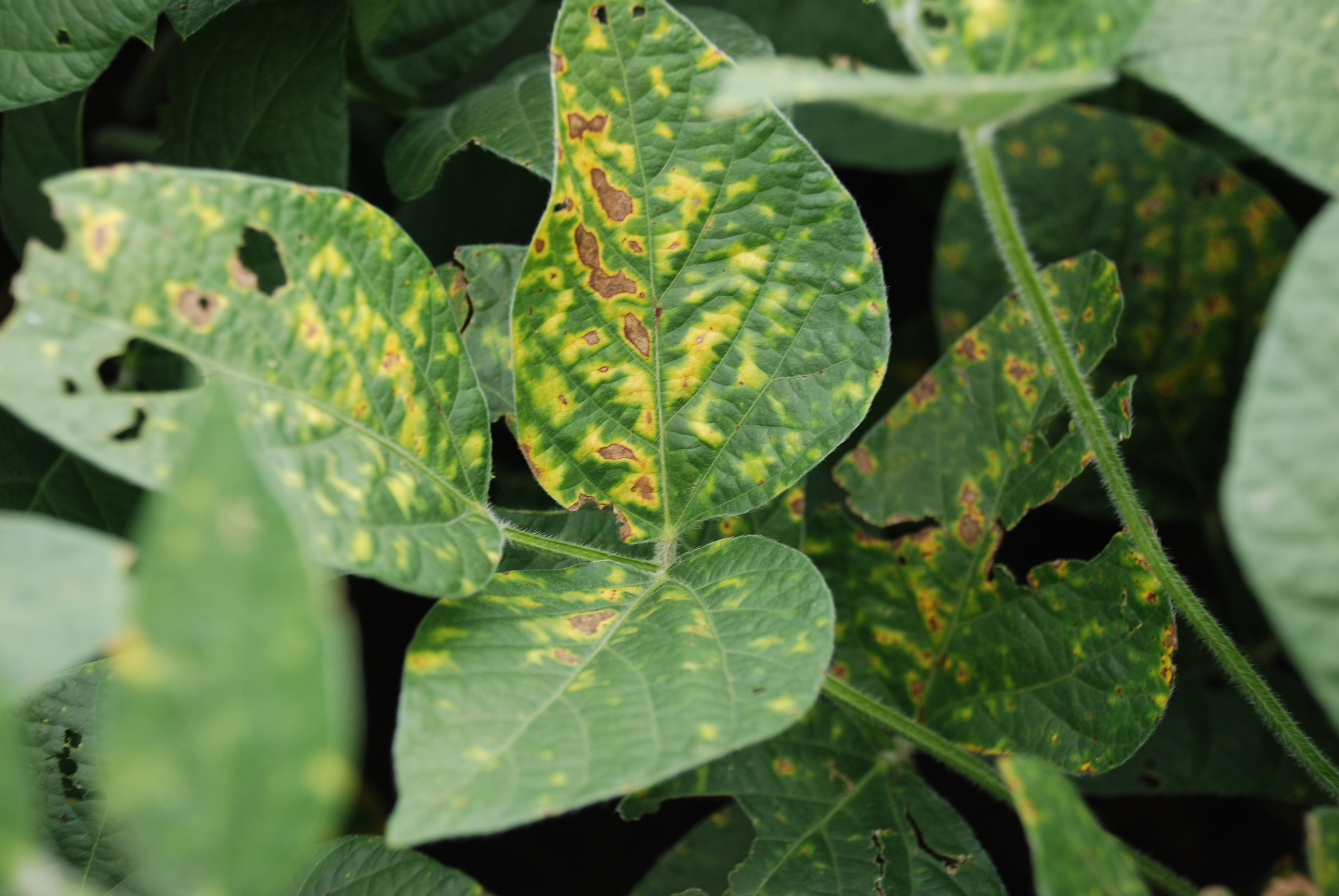 An agronomic image showing the effects of sudden death syndrome on soybean plants.