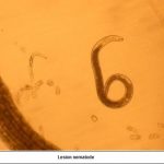 An agronomic image showing a lesion nematode.