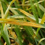 An agronomic photo showing wheat diseases.