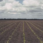 An agronomic photo showing sugarbeet seedlinegs.