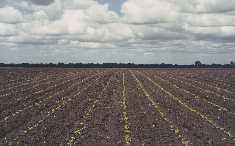 An agronomic photo showing sugarbeet seedlinegs.