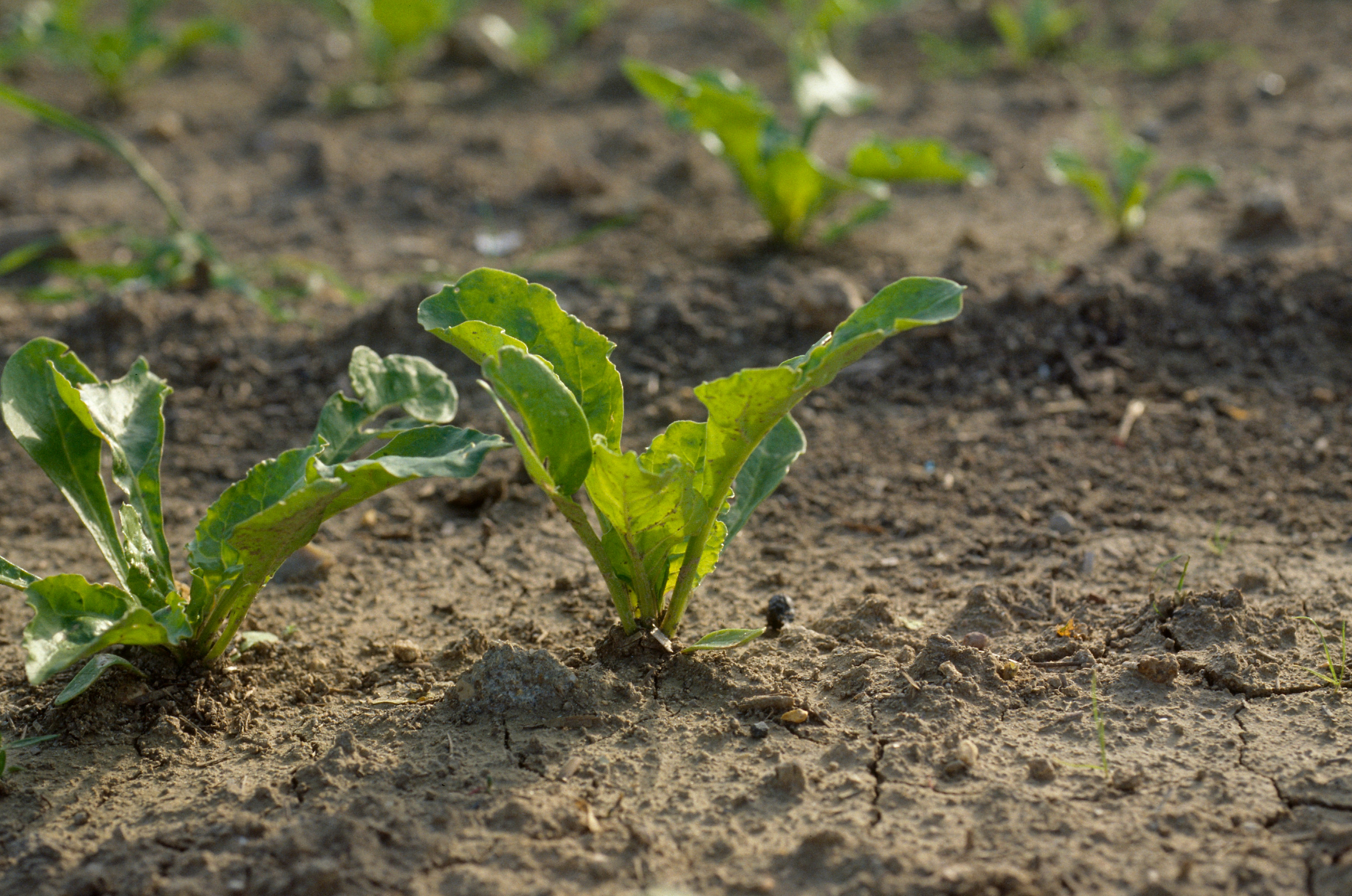 An agronomic image of a sugarbeet.