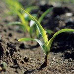 An agronomic image with corn seedlings begining to sprout.