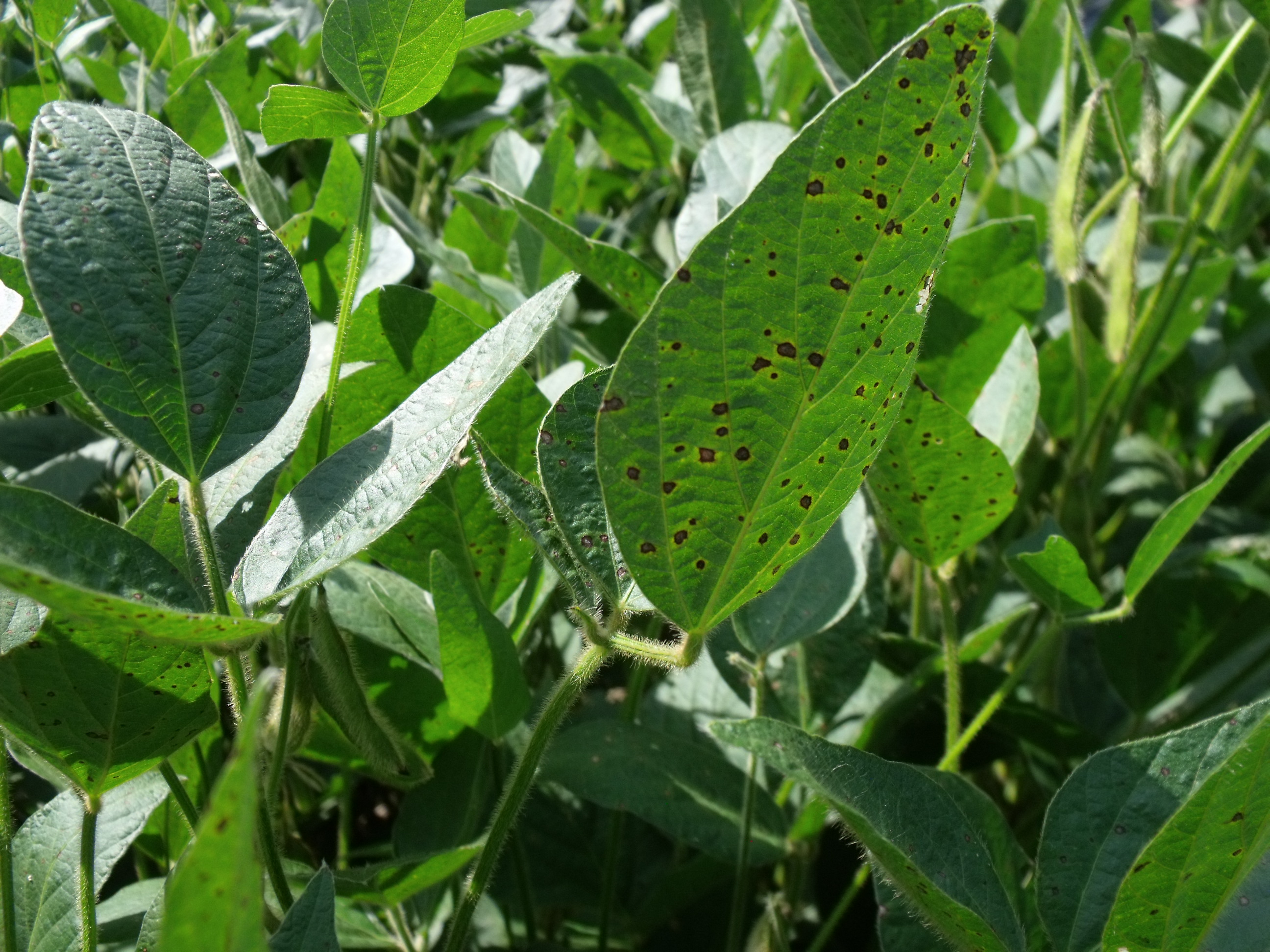 This agronomic photo shows frogeye leaf spot on soybean leaves.