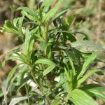 This agronomic photo shows horseweed (marestail).