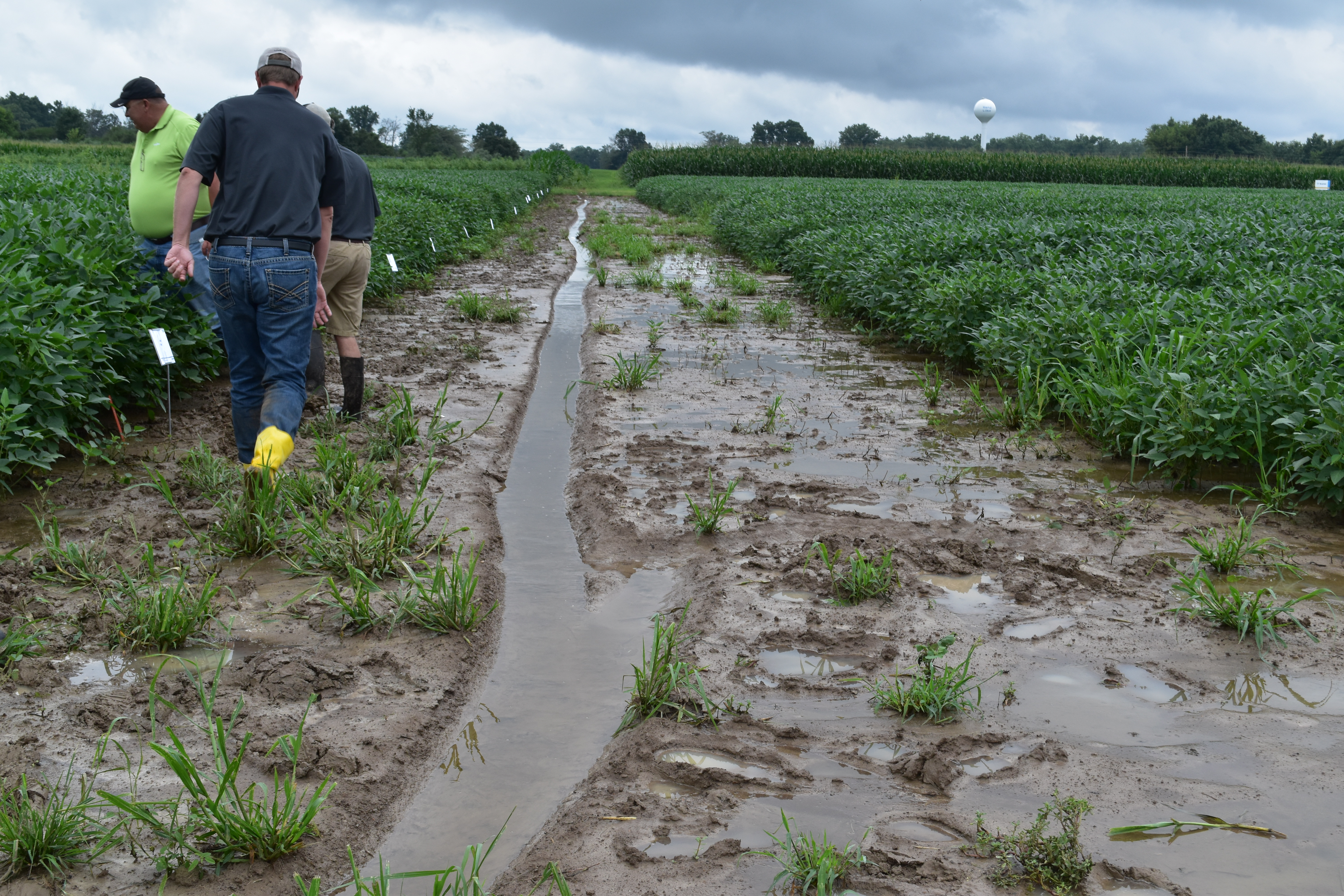 This agronomic photo shows growers assessing wet conditions in Southern Illinois soybean fields.