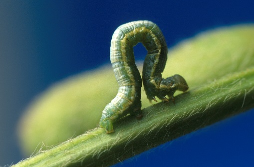 This agronomic photo shows a soybean looper.