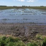 This agronomic image shows a flooded field.
