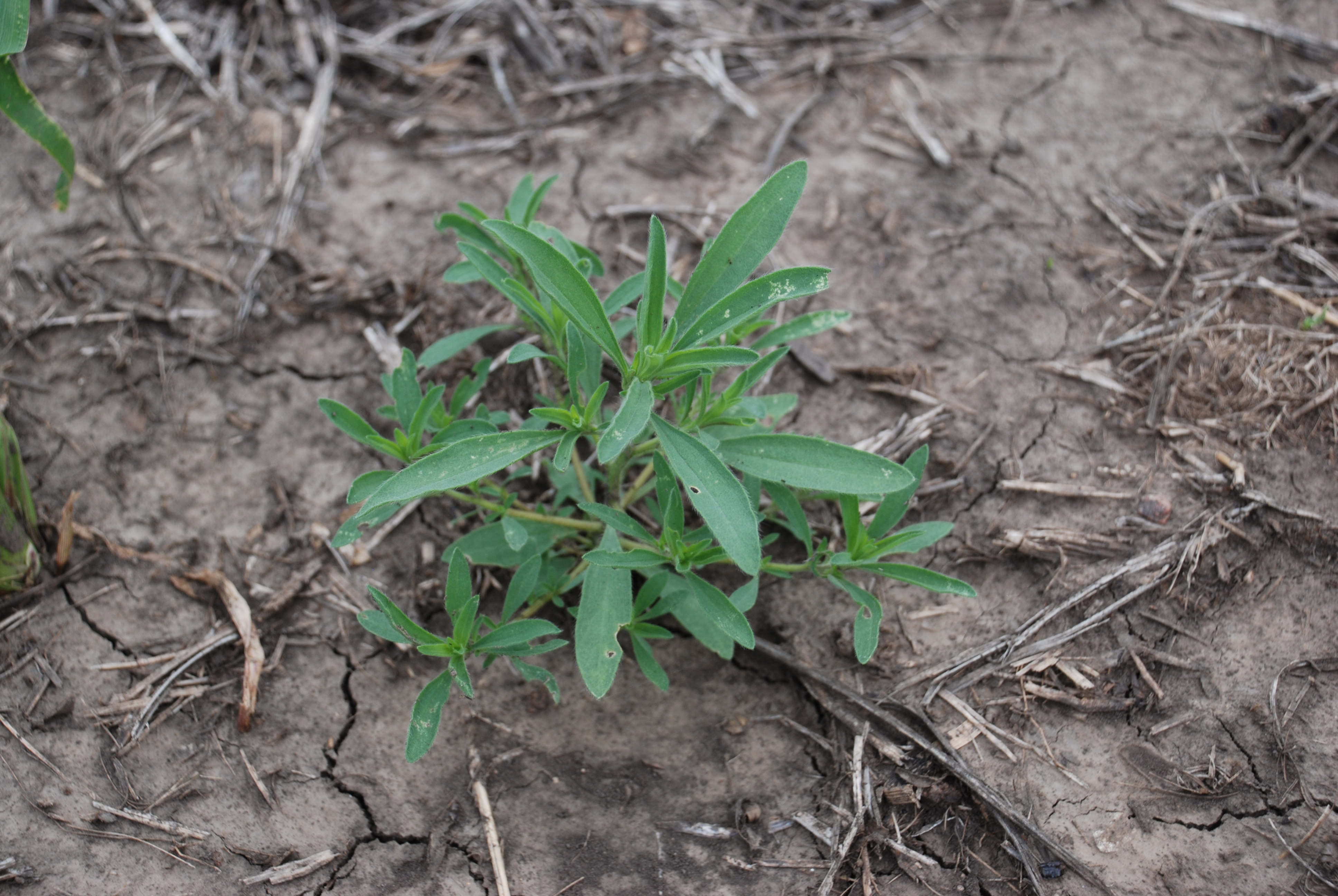 This agronomic photo shows a close up of the kochia weed.