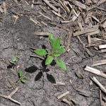 This agronomic photo shows young waterhemp.