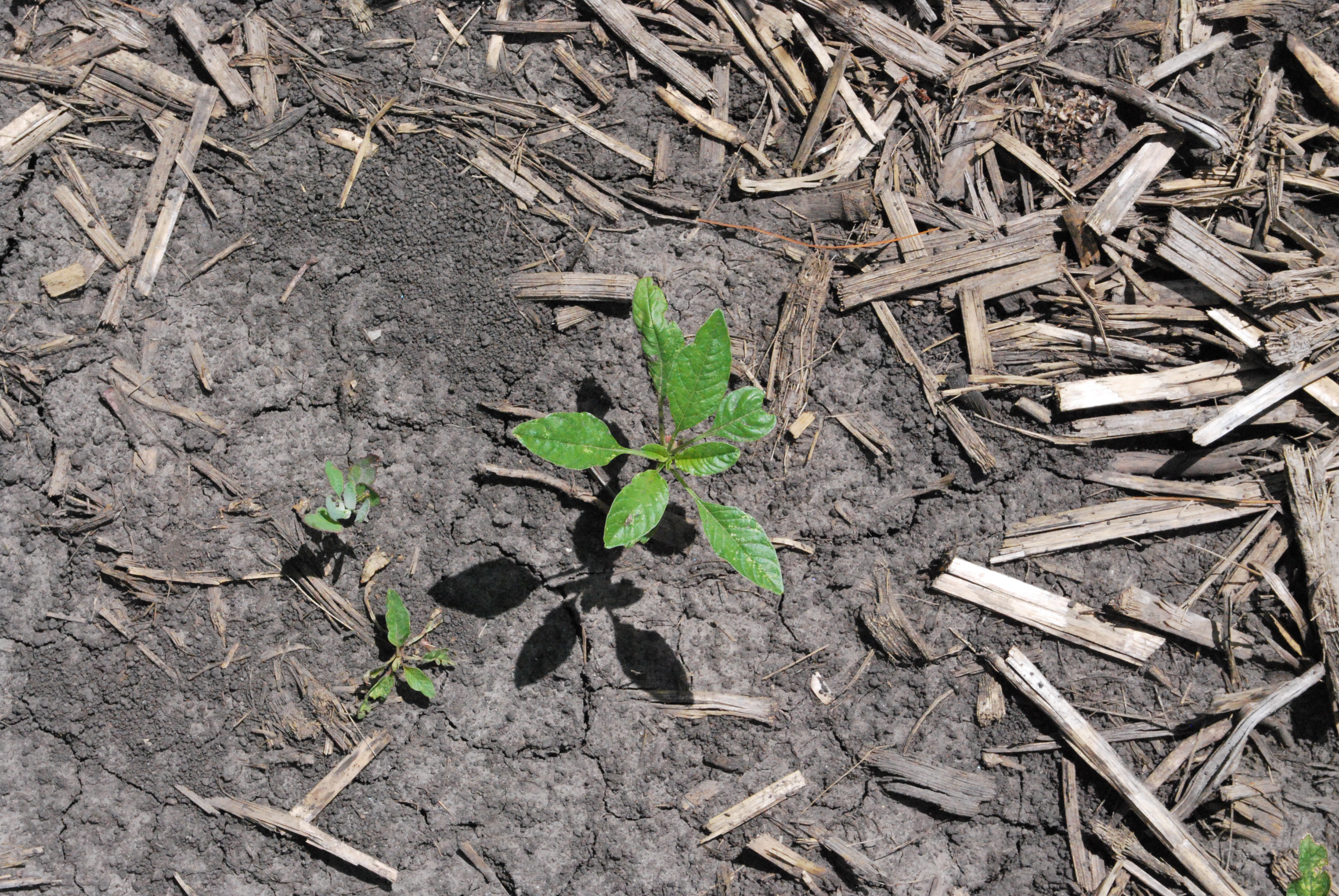 This agronomic photo shows young waterhemp.