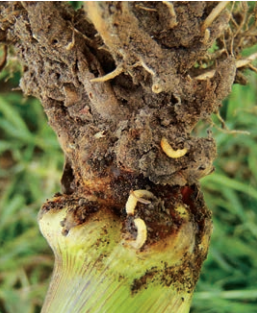 This agronomic photo shows corn rootworm.