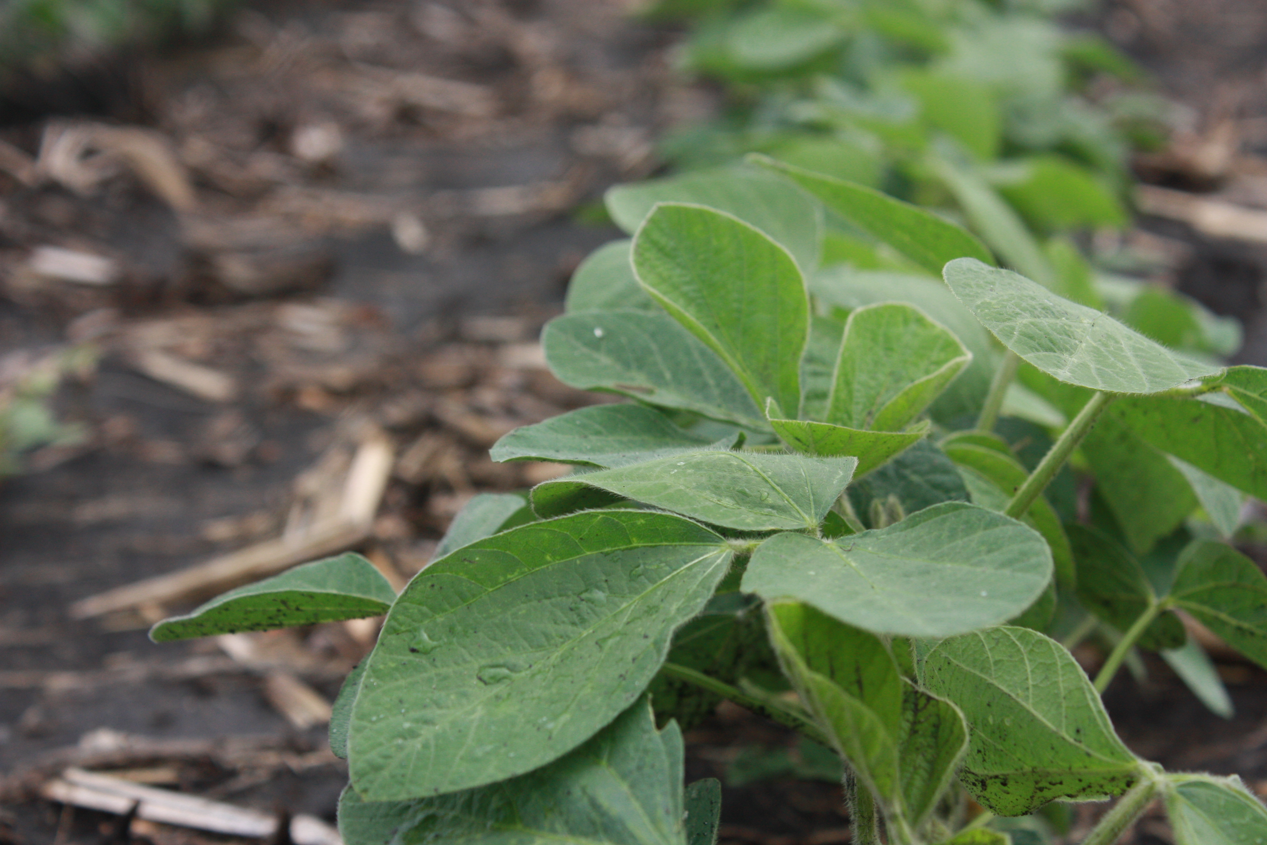 This agronomic image shows early season soybeans
