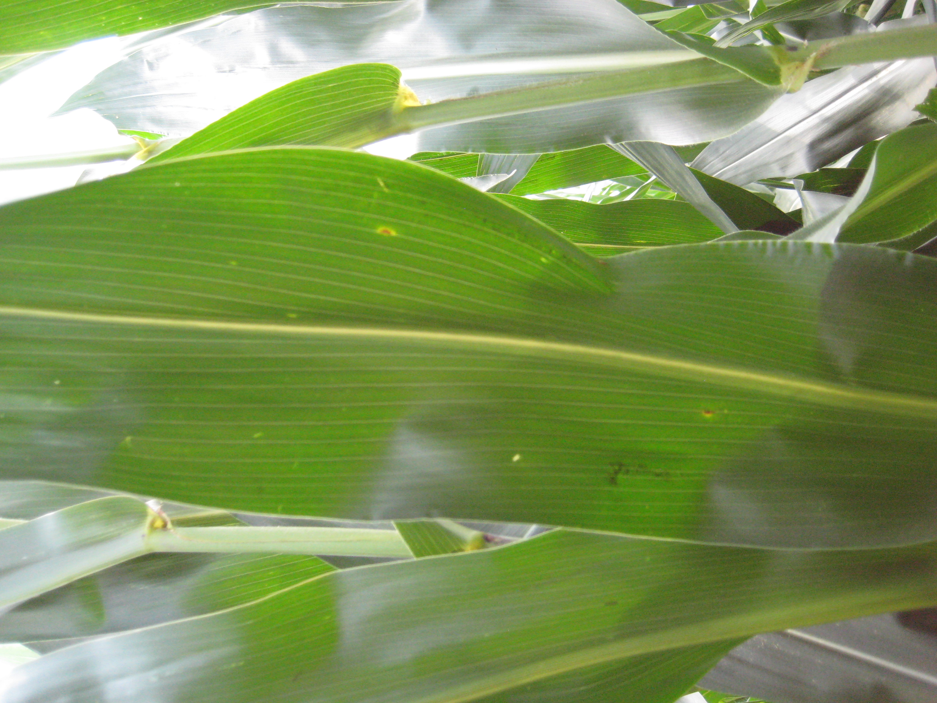 This agronomic photo shows corn infected by gray leaf spot.