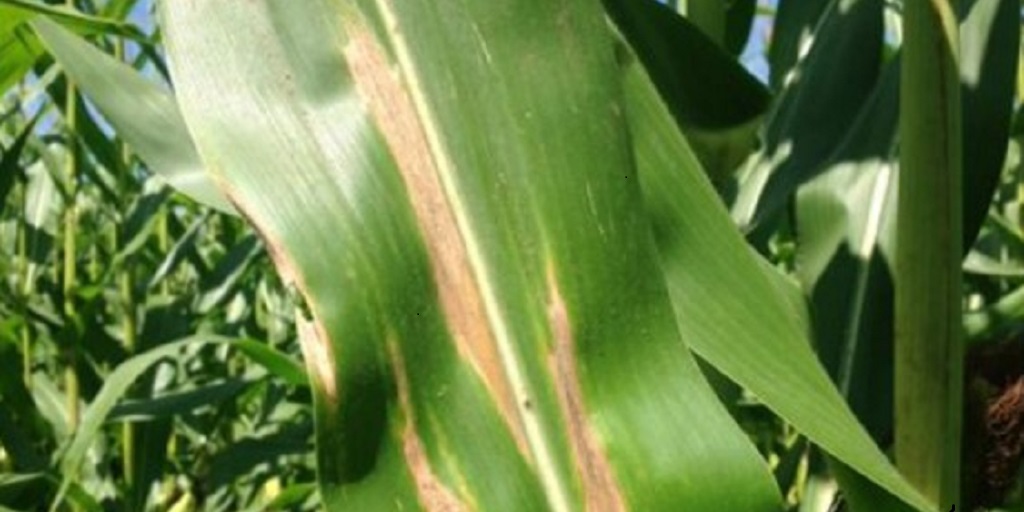 This agronomic image shows corn leaf infected by northern corn leaf blight.
