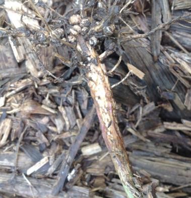 This agronomic image shoes phytophthora root rot.