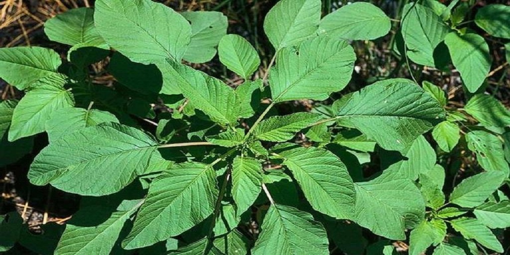This agronomic photo shows the weed palmer amaranth.