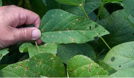 An agronomic image showing a soybean leaf infected with frogeye leaf spot.