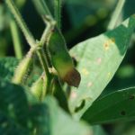 This agronomic image shows frogeye leaf spot pod damage on soybeans.