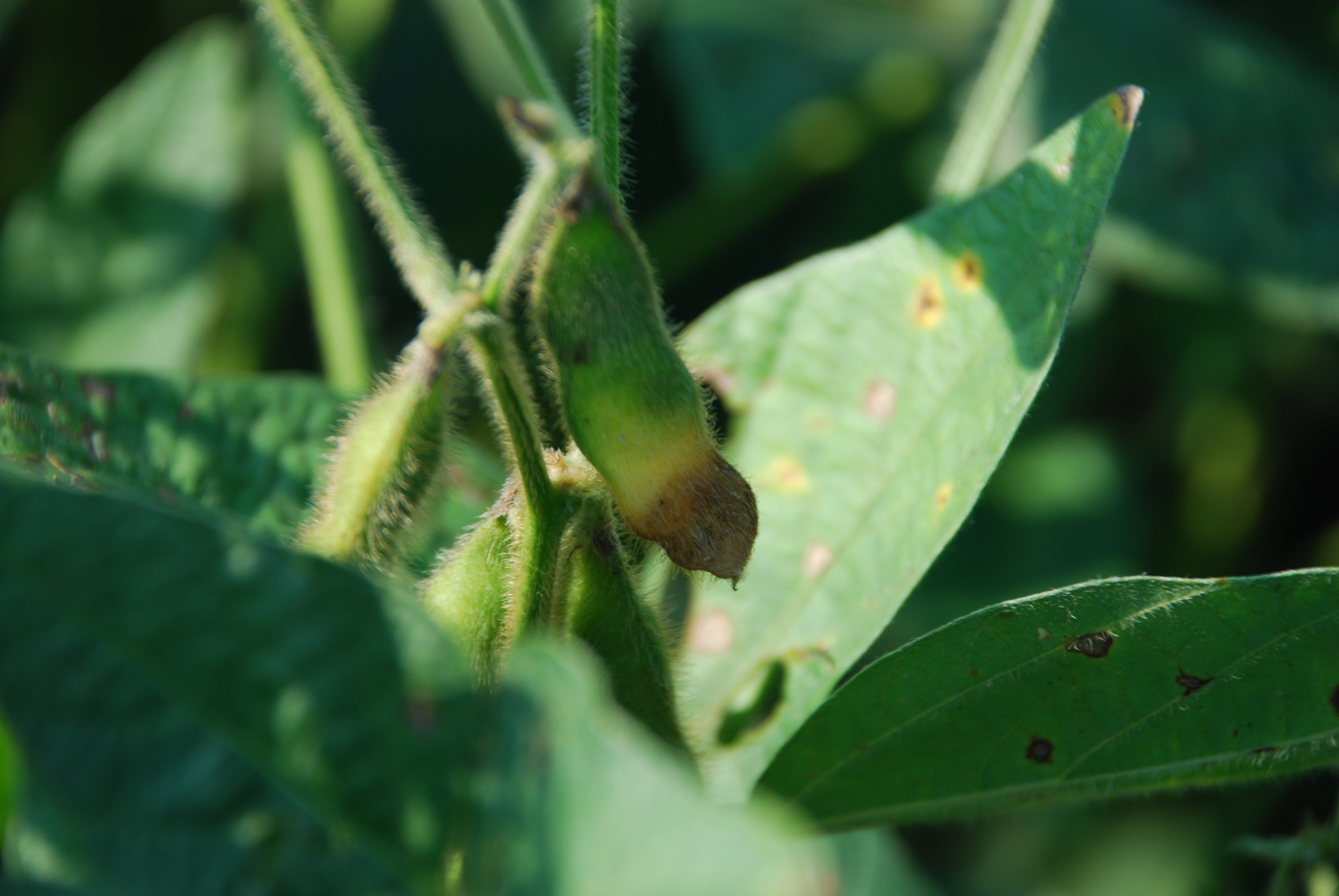 This agronomic image shows frogeye leaf spot pod damage on soybeans.