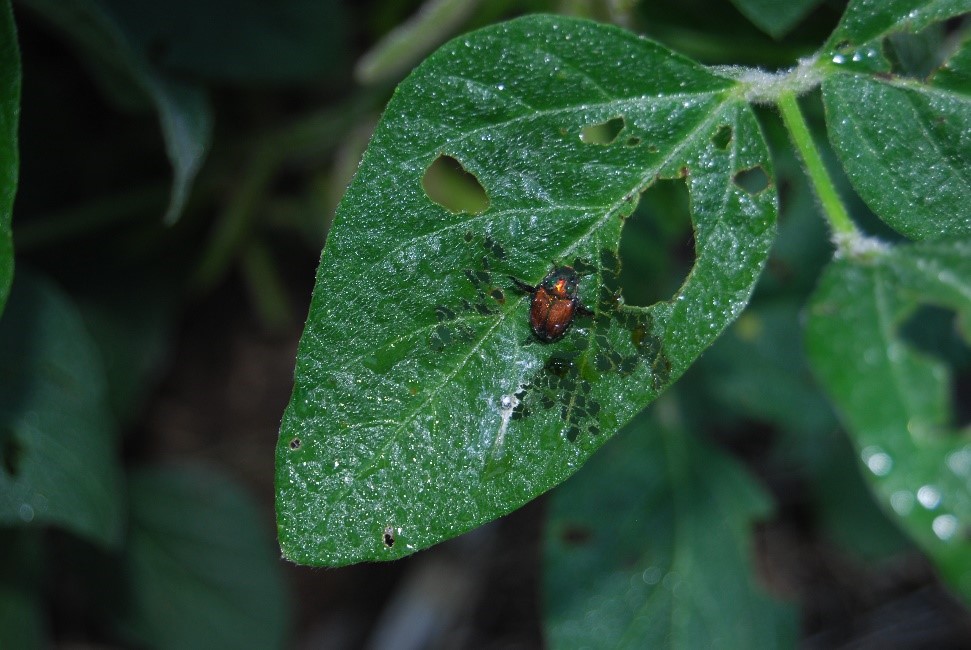 This agronomic image shows a Japanese beetle.