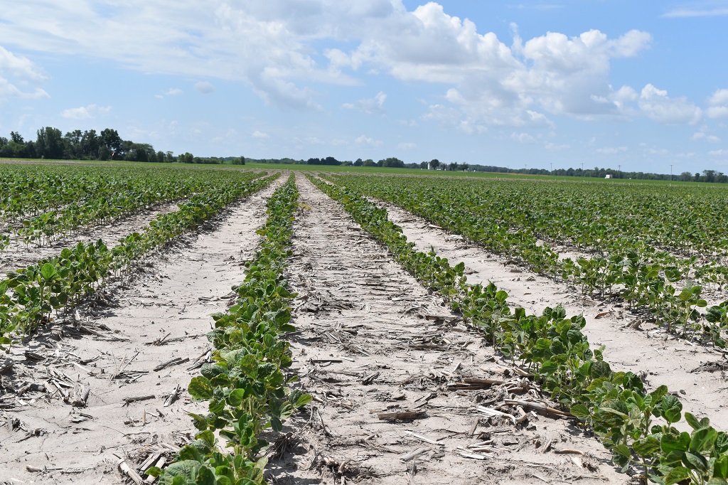 This agronomic image shows soybeans treated with CruiserMaxx Vibrance.
