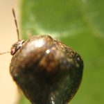 This agronomic image shows a kudzu bug.